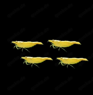 Yellow Neon Stripe Zwerggarnelen Garnelen Neocaridina davidi