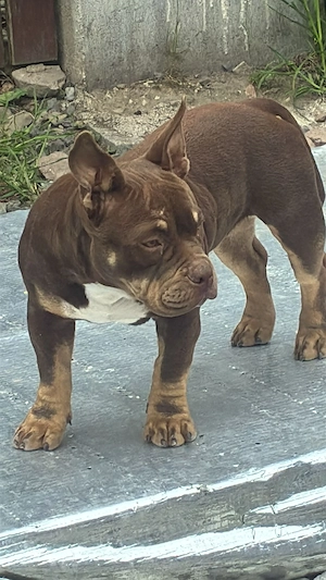 American Bully Micro mit Stammbau - Hund Farbe Trichoco