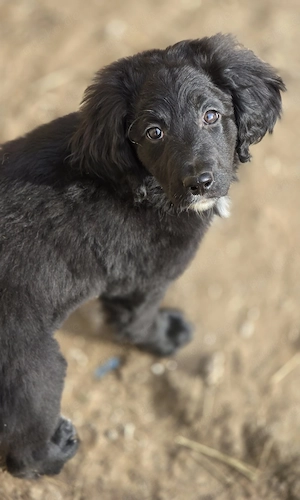 Labrador Mix Hündin Doodle Labradoodle 