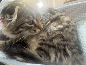 Kater zu verkauf