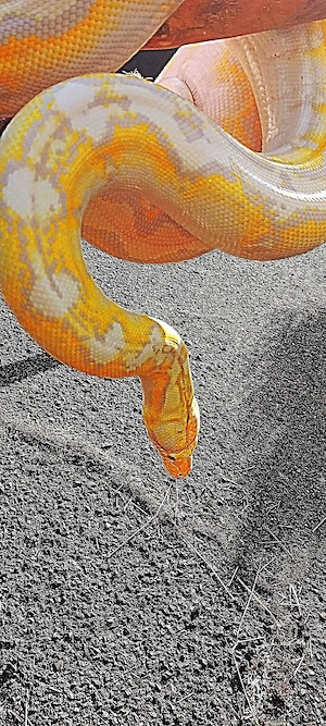Netzpython  Bild 4