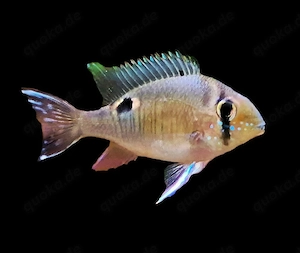 1 Schwanzstreifenbuntbarsch Biotodoma cupido