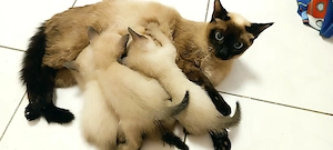 Siam kitten Reinrassige 