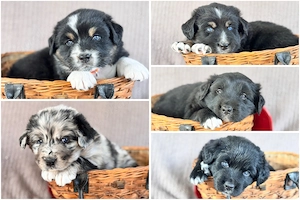 Golden Aussie   Australian Retriever - 75 % Australian Shepherd Welpen Mit Papieren 