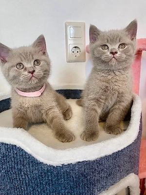      Wunderschöne reinrassige Britisch Kurzhaar Kitten