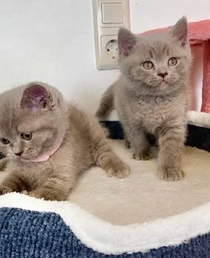      Wunderschöne reinrassige Britisch Kurzhaar Kitten