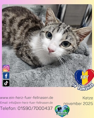 Zuckersüße Fify sucht ihren sicheren Platz