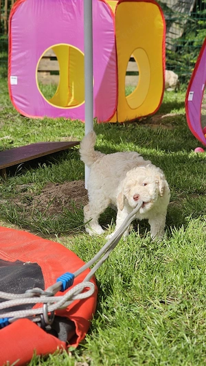 Zuckersüße große Goldendoodle Welpen 