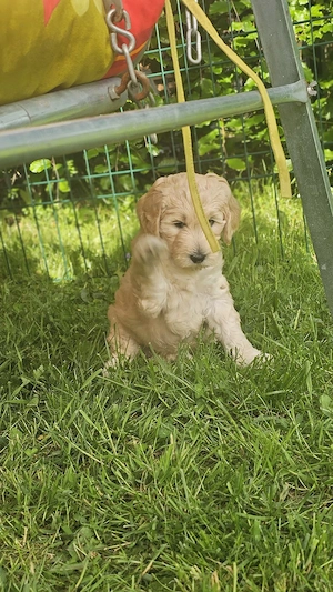 Zuckersüße große Goldendoodle Welpen 