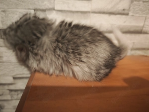 Angora Chinchillas zur Abgabe 