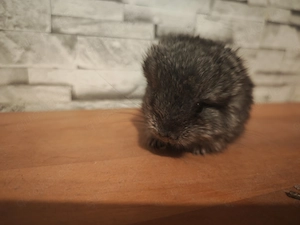 Angora Chinchillas zur Abgabe 