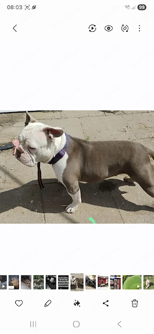 American bully hündin 