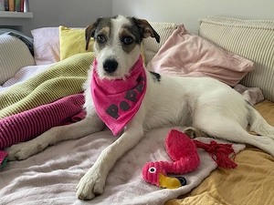 Peppi sucht ein neues Zuhause