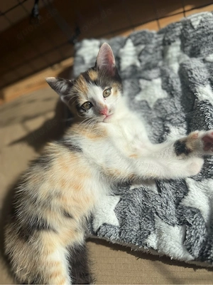 Kitten dürfen ab dem 22.06 ausziehen  Bild 5