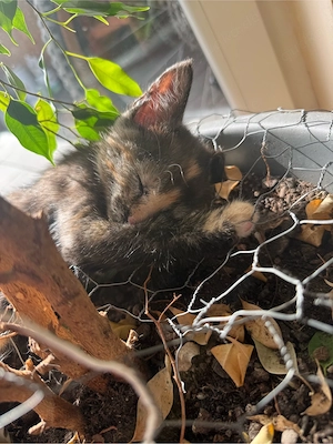 Kitten dürfen ab dem 22.06 ausziehen  Bild 4