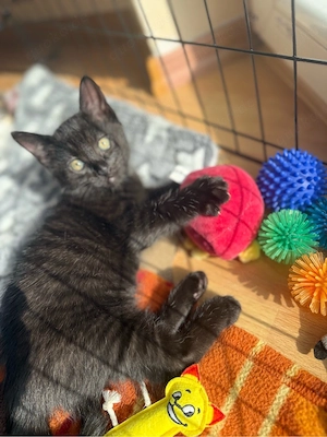 Kitten dürfen ab dem 22.06 ausziehen  Bild 3