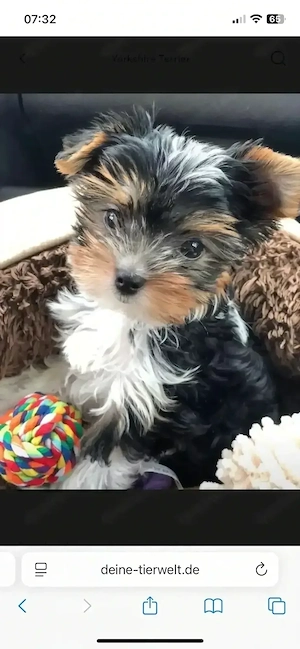 Biewer Yorkshire Terrier 
