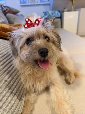 Kinderliebe verkuschelte Yorkshire Terrier Mix Hündin 