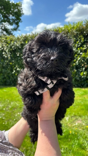 Süße Bichon-Pudel-Mix Welpen suchen liebevolles Zuhause