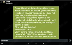 Mutter Hündin gesucht