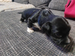 Shih-Tzu welpen 