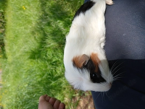 Meerschweinchen Mädel zu verkaufen