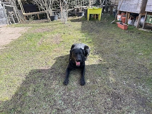 Labrador Hündin 