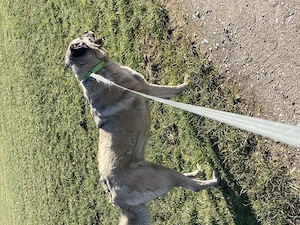 Hundebetreuung von Eléna  Bild 2