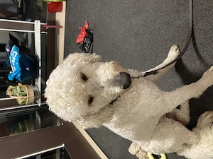 Hundebetreuung von Eléna 