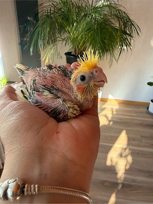 nymphensittich baby