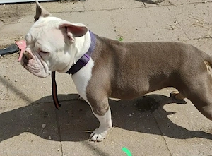 American bully Pärchen  Bild 2