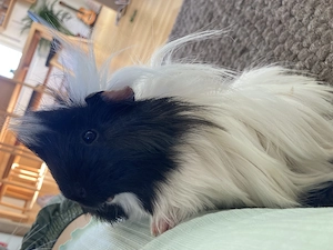 Hundebetreuung von Eléna  Bild 3