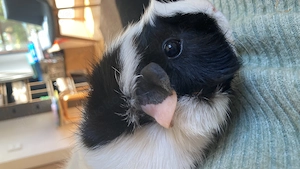 Hundebetreuung von Eléna  Bild 4
