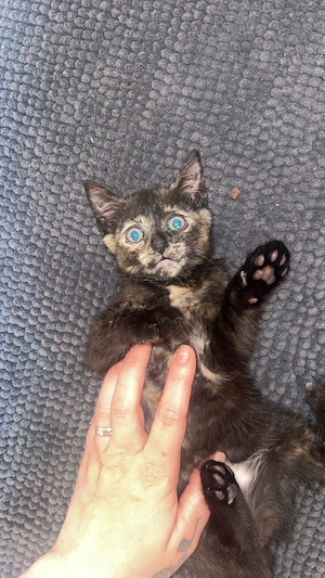 Katzenbabys suchen Zuhause