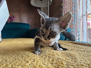 wunderschöne Kitten