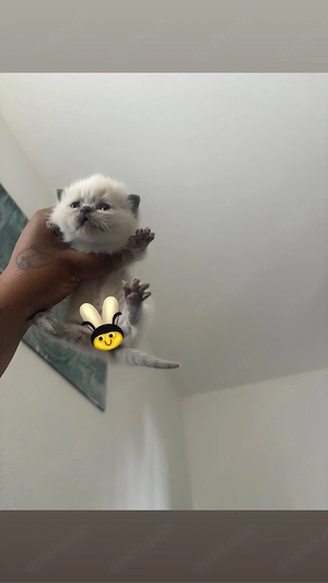 BKH Point Kitte
