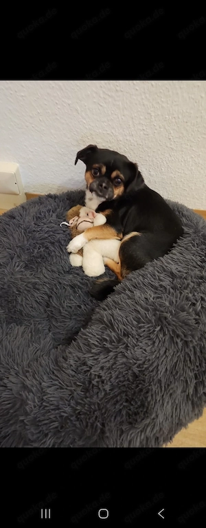 hund in liebevolle Hände abzugeben 