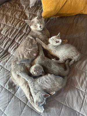 Russisch Blau Kitten 