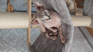 Chan. Sphynx Katze 8 Monate jung
