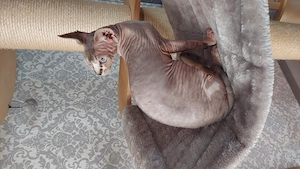 Sphynx, Sphynxkatze