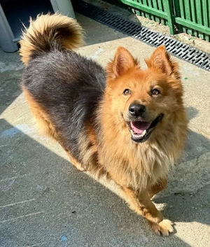 Buddy   menschenbezogener Sonnenschein