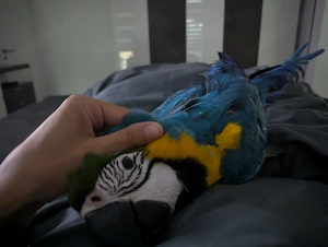 Gelbbrustara weiblich NZ 6 23