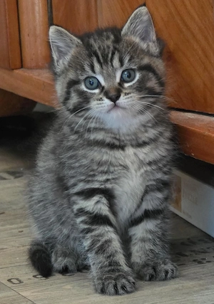 Kitten Babykatzen Mix