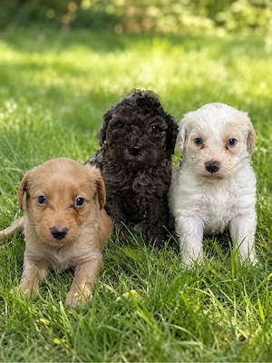 Auszugsbereite Labradoodle Medium 