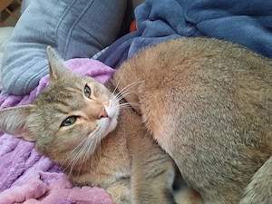 Britische kurz Haar Kater 