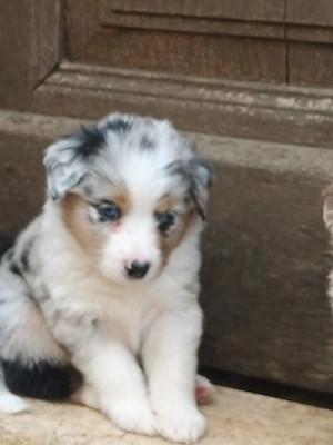 Australian Shepherd welpen 