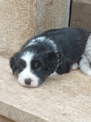 Australian Shepherd welpen 