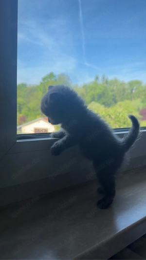 ein katze britisch Kurzhaar alt 2 monat Bild 3