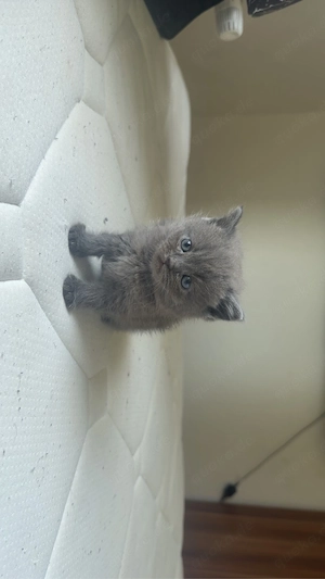 ein katze britisch Kurzhaar alt 2 monat Bild 2