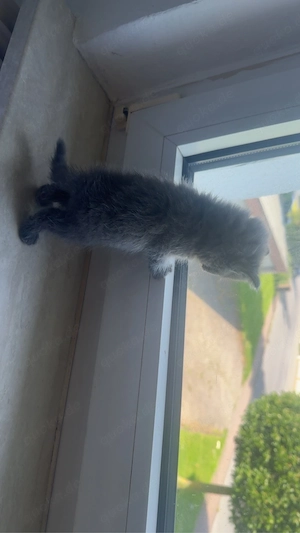 Kitten BKH junge alt 2 monat  Bild 2
